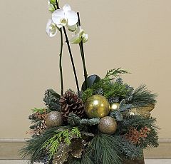 Новогодняя композиция с белой орхидеей
