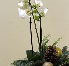 Новогодняя композиция с белой орхидеей