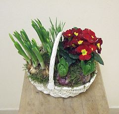  Лукошко из белой лозы с цветущими луковичными — Примулы, гиацинты, нарциссы
