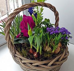 Весенняя корзина с лиловым цикламеном, махровыми морозниками и цветущими луковичными