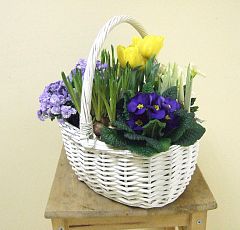  Весенняя корзинка с луковичными и первоцветами — Корзинка с луковичными