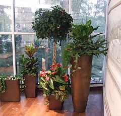 Зимний сад в кабинете директора крупной компании — Гибискус, платицериум, рипсалис.