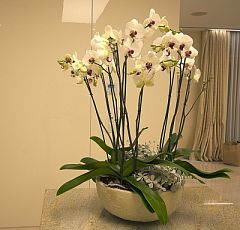 Орхидеи Рэд липс в керамической чаше