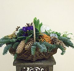  Новогодняя композиция с цветущей примулой и гиацинтами в лукошке — Примула, нертера, гиацинты