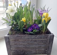 Деревянный ящик с первоцветами