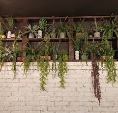 Оформление ресторана искусственными растениями