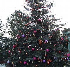  Новогоднее оформление  участка 2013 — Новогодняя живая ель.
