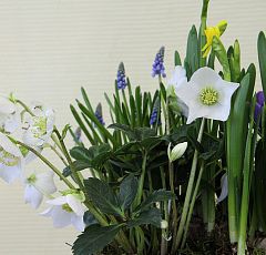 Композиция с первоцветами и белыми геллеборусами в деревянном ящике