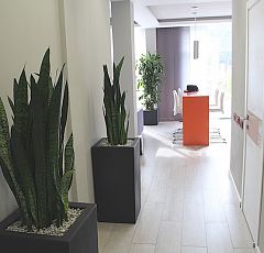 Озеленение жилых помещений, комнатные растения для гостиной и холла