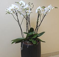 Белые орхидеи в напольной вазе