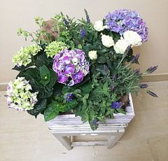 Подарочная сезонная композиция из горшечных растений с лавандой и шалфеем
