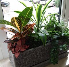 Озеленение офиса горшечными растениями. Композиции для подоконников — Фиттония, кротон, драцена.