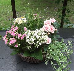 Корзинка с цветущей розой, каланхоэ, мятой и лавандой