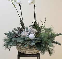 Новогодняя композиция с белой орхидеей фаленопсис в белой плетеной корзинке