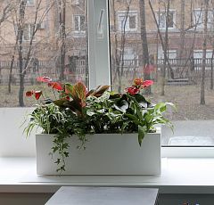 Оформление офиса композициями из горшечных растений и искусственными цветами