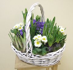 Большая весенняя корзина с луковичными и первоцветами — Примула, гиацинты, крокусы, нарциссы