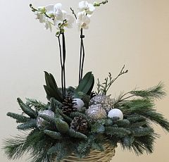 Новогодняя композиция с белой орхидеей фаленопсис в белой плетеной корзинке