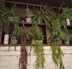 Оформление ресторана искусственными растениями