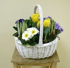  Весенняя корзинка с луковичными и первоцветами — Корзинка с луковичными
