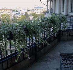 Озеленение балкона-террасы