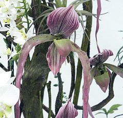 Композиция с орхидеями Венерин башмачок