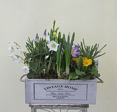 Композиция с первоцветами и белыми геллеборусами в деревянном ящике