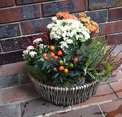 Яркие осенние корзинки из горшечных для вашего сада — Осенняя корзина с пасленом и вереском