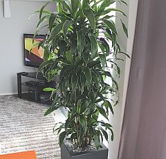 Озеленение жилых помещений, комнатные растения для гостиной и холла