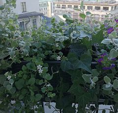 Озеленение балкона-террасы