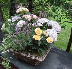 Июньская корзинка  с цветущей гортензией, лавандой, розой, мятой