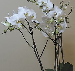 Белые орхидеи в напольной вазе
