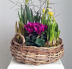 Весенняя композиция с первоцветами и цикламеном в корзине из ротанга