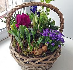 Весенняя корзина с лиловым цикламеном, махровыми морозниками и цветущими луковичными