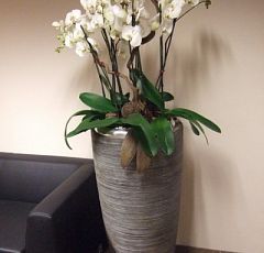 Высокая композиция с орхидеями в холл