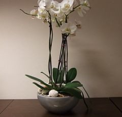 Орхидеи фаленопсис в кашпо