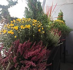 Озеленение балкона осенними растениями