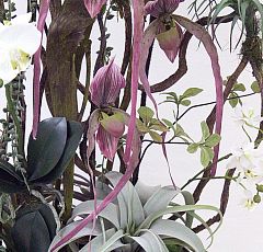 Композиция с орхидеями Венерин башмачок