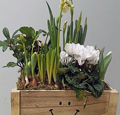 Деревянный ящик с луковичными и белым цикламеном