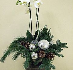 Новогодняя композиция с белой живой орхидеей