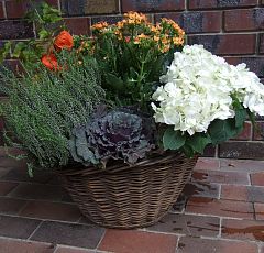 Яркие осенние корзинки из горшечных для вашего сада