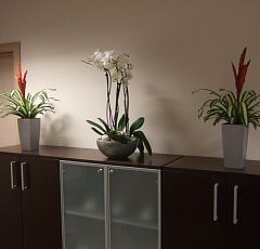 Оформление офиса цветущими горшечными растениями