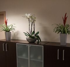 Оформление офиса цветущими горшечными растениями