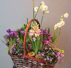  Яркая корзина с первоцветами — Нарциссы, гиацинты, крокусы, кампанула