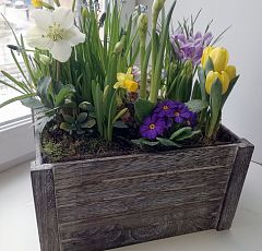 Деревянный ящик с первоцветами