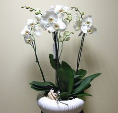 Белые орхидеи в керамическом кашпо