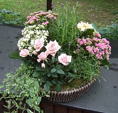 Корзинка с цветущей розой, каланхоэ, мятой и лавандой