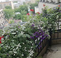 Сезонное озеленение балкона