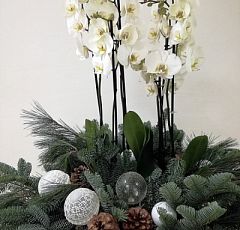 Большая новогодняя корзина с белыми орхидеями