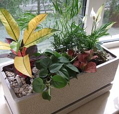 Озеленение офиса горшечными растениями. Композиции для подоконников — Аспарагус, фиттония, филодендрон сканденс.