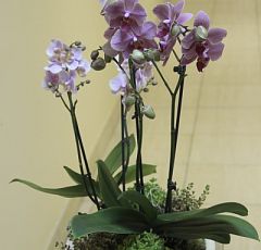 Композиция с  цветными орхидеями фаленопсис и седумом в керамическом кашпо